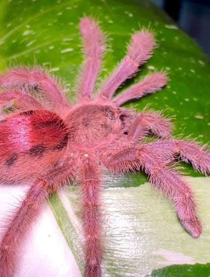 Iridopelma sp. Rosa - Ruby Bloom Pink Toe - For Sale