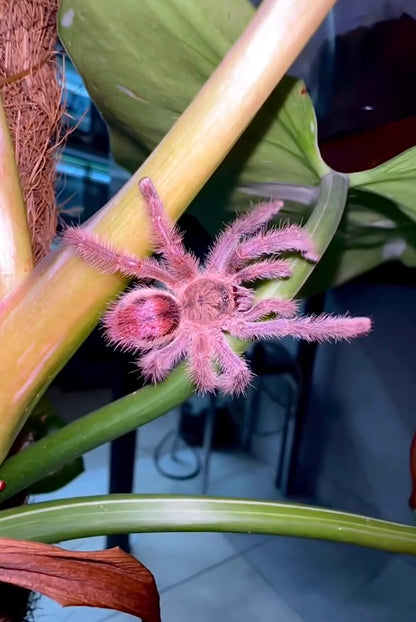 Iridopelma sp. Rosa - Ruby Bloom Pink Toe - For Sale