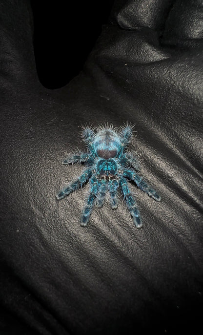 Caribena Versicolor - Purple CF Antilles Pink-Toe - Female for sale 3+