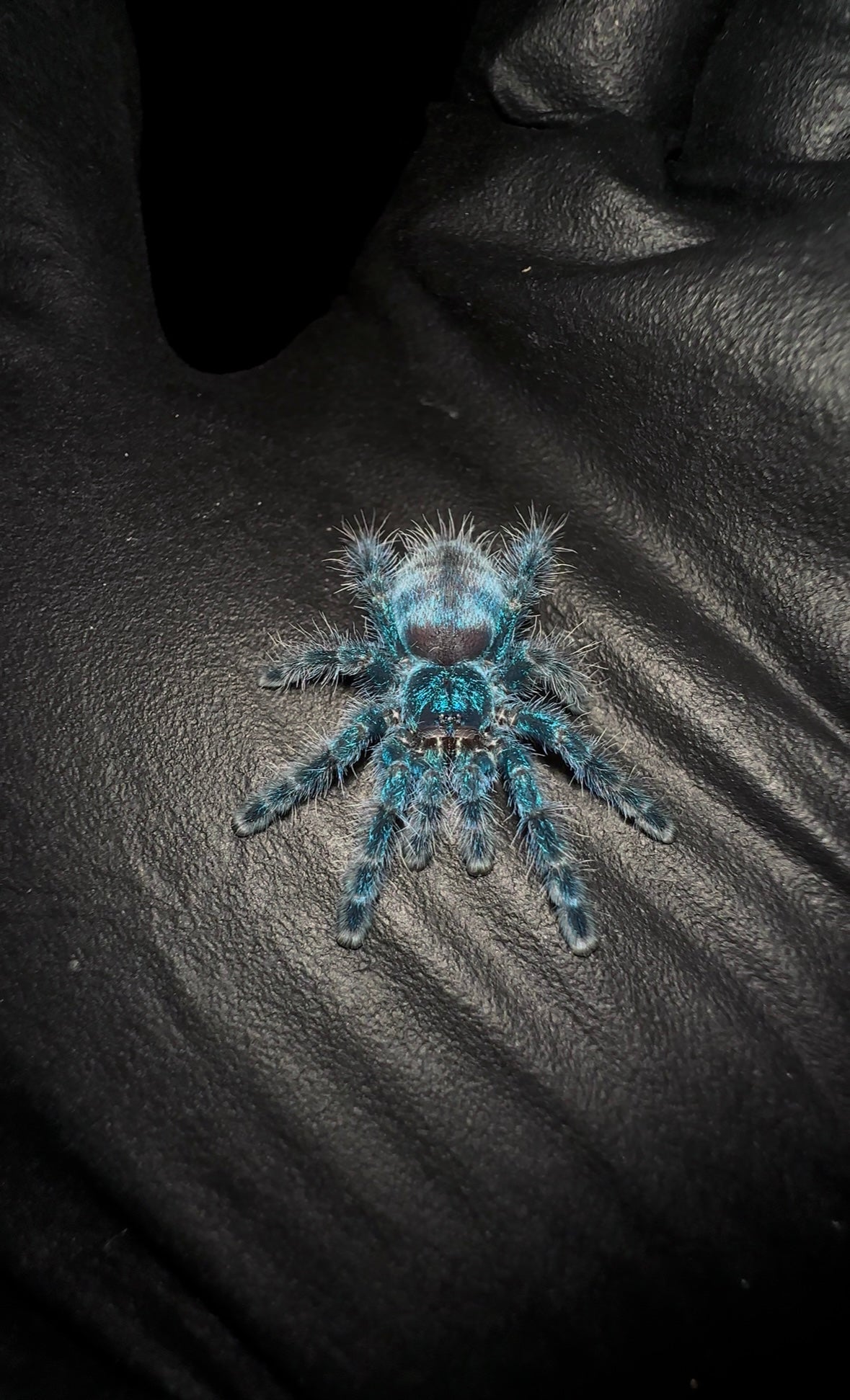 Caribena Versicolor - Green CF Antilles Pink-toe - Female for sale 3+