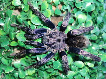 Theraphosidae sp. Azul – The Peruvian Jeweled Azul Tarantula - EXTREMELY RARE!