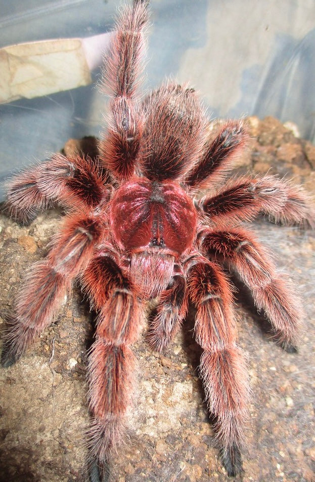 Chilean rose hair Red tarantula on its web 