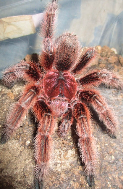 Chilean rose hair Red tarantula on its web 