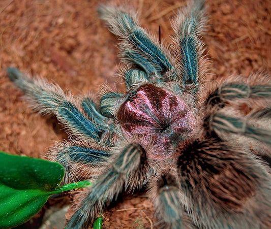 Grammostola porteri - Chilean Blue Rose - (Los Andes Locale) - For Sale