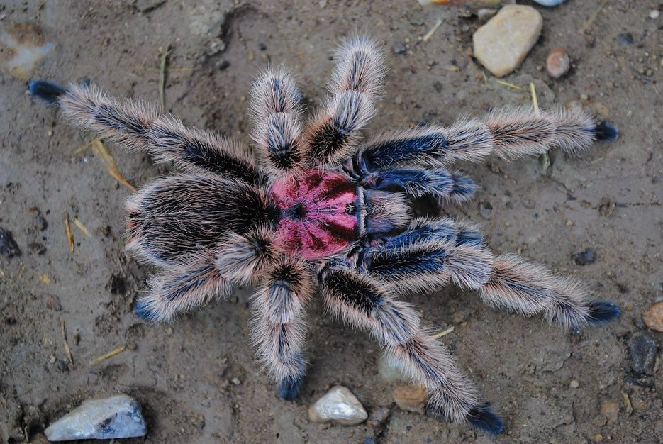 Grammostola porteri - Chilean Blue Rose - (Los Andes Locale) - For Sale