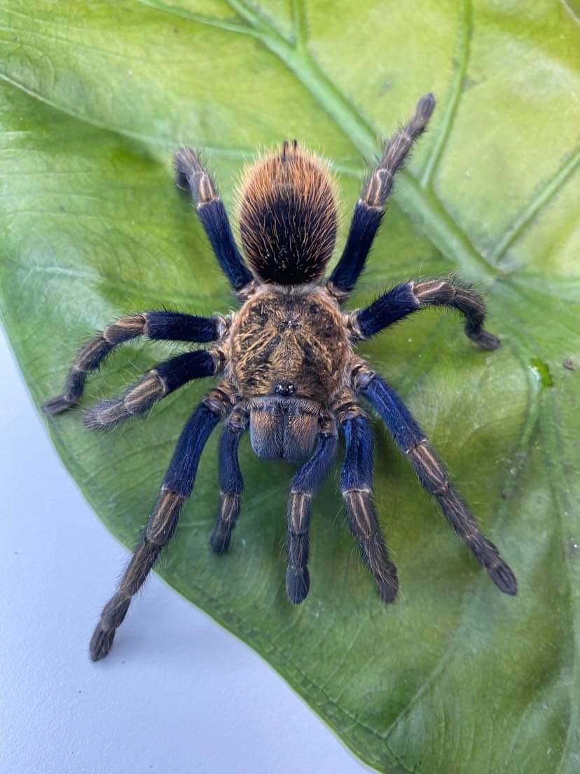 Thrixopelma sp. Golden Blue Tarantula on green leaf - adult female 