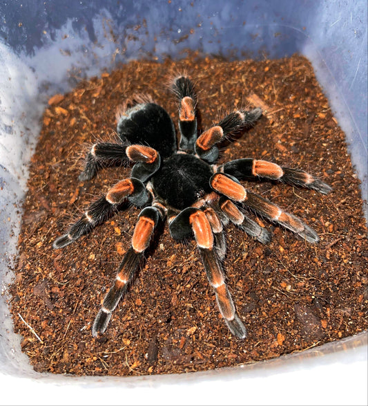 Costa Rican Redleg, Abdomegaphobema mesomelas Adult female tarantula on coconut fiber 