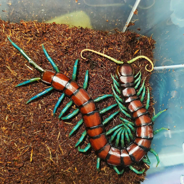 Scolopendra Sp. Mint Leg - Mint Leg Centipede - Captive Bred Juveniles