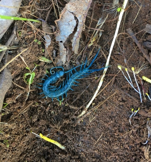 Scolopendra aztecorum - Aztec Blue Centipede - For Sale - Captive Bred