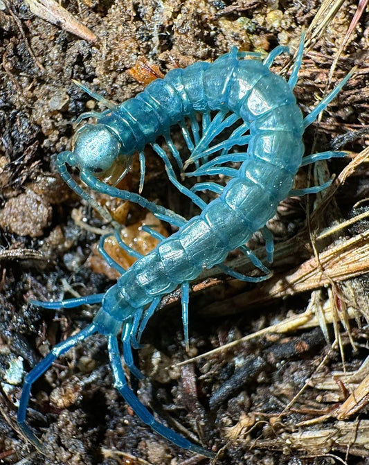Scolopendra aztecorum - Aztec Blue Centipede - For Sale - Captive Bred