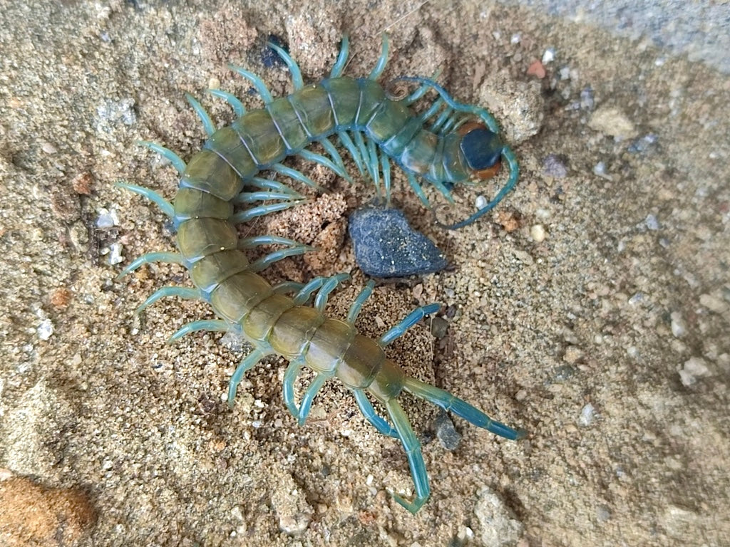 Scolopendra aztecorum - Aztec Blue Centipede - For Sale - Captive Bred