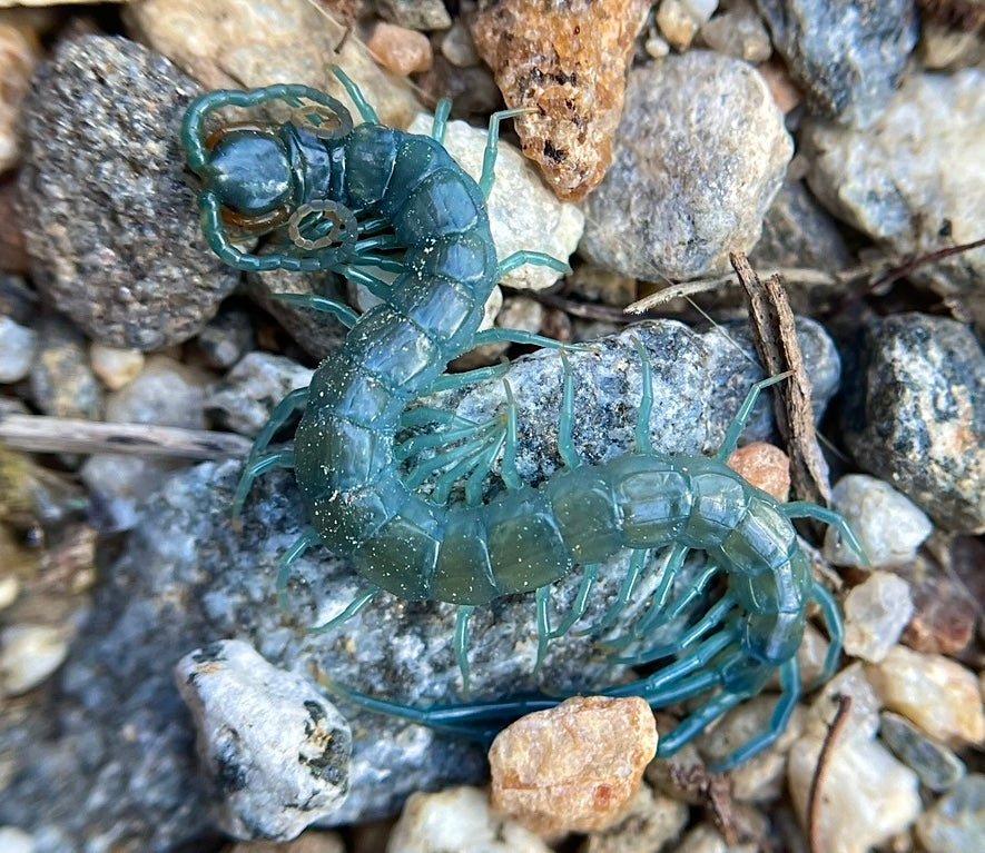 Scolopendra aztecorum - Aztec Blue Centipede - For Sale - Captive Bred