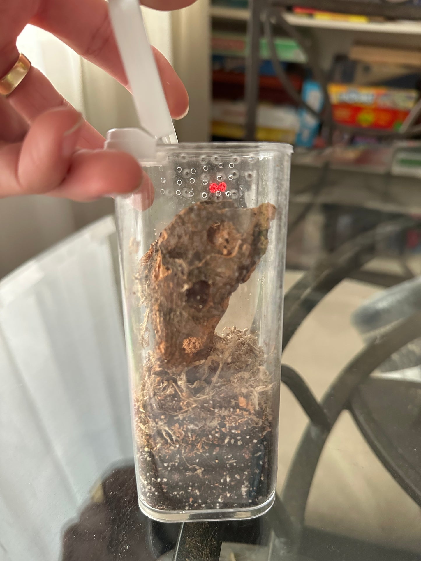 Brazilian Jewel Tarantula - Typhochlaena seladonia - Female For Sale