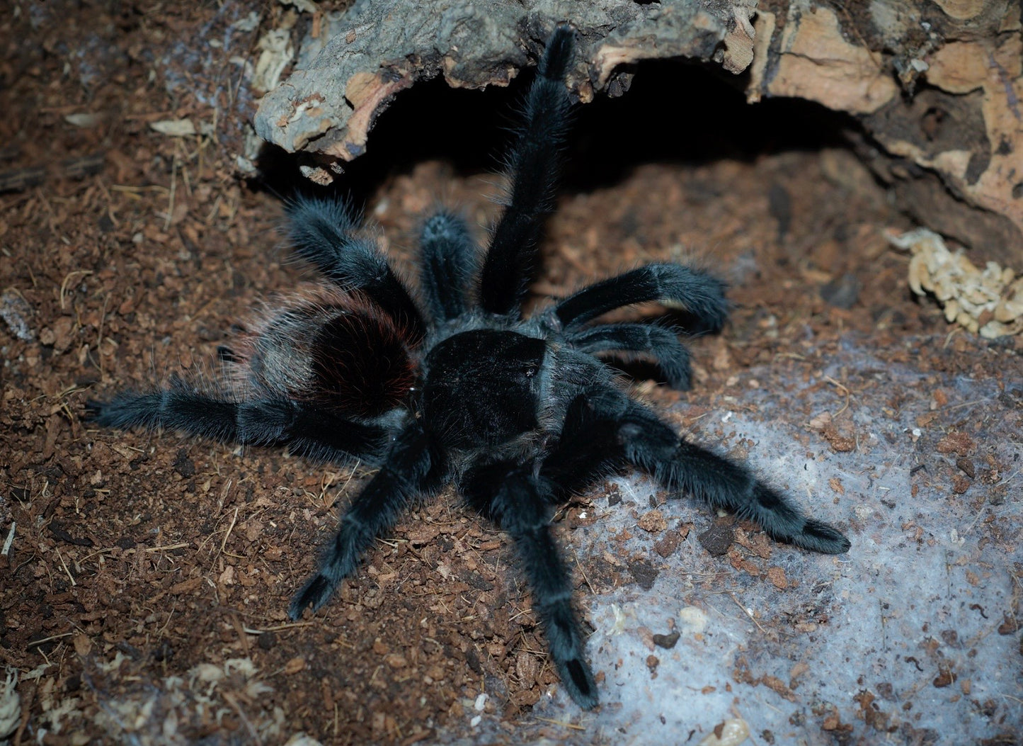 Grammostola actaeon - Velvet Black Bird Eater - Back in STOCK!