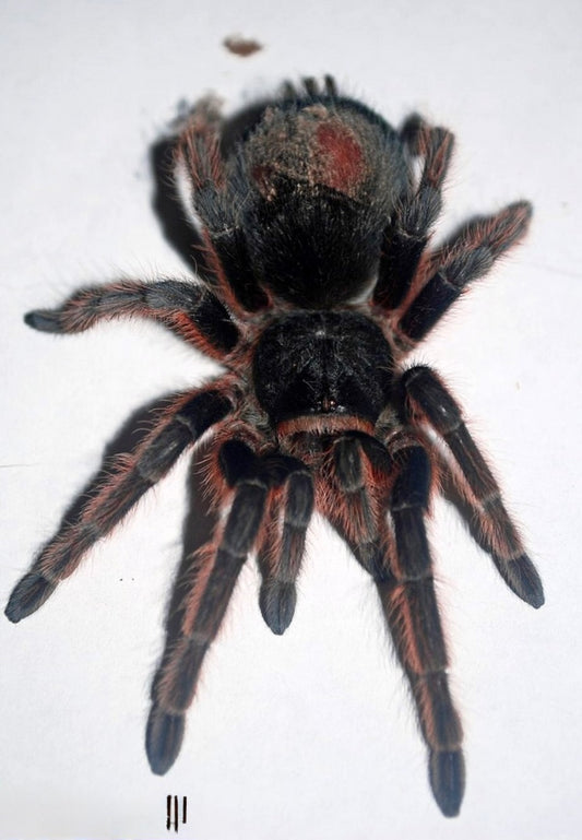Grammostola alticeps tarantula on white background - Sub Adult female 