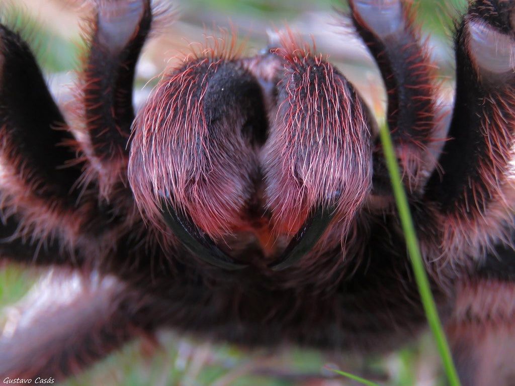 Close up shot of Grammostola alticeps fangs 