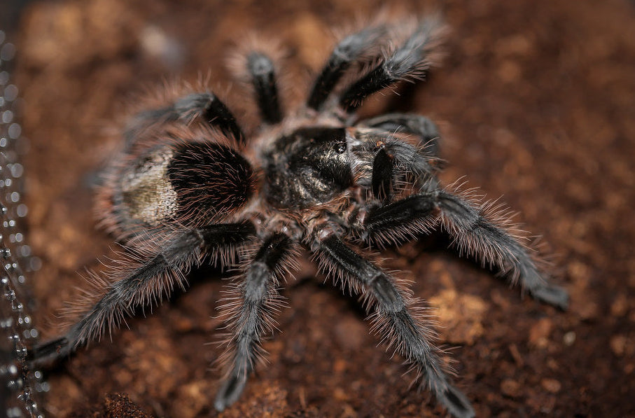 Grammostola Grossa - Brazilian Silver Bird-Eater - For Sale