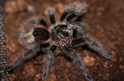 Grammostola Grossa - Brazilian Silver Bird-Eater - For Sale