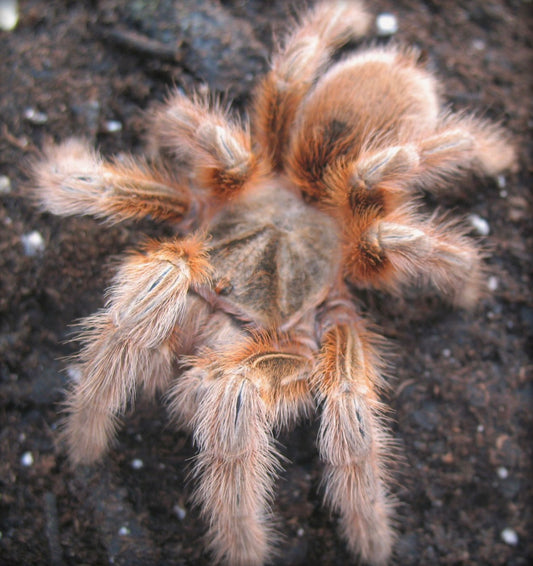 Grammostola Maule - Chilean Orange Fluff - RARE! - For Sale
