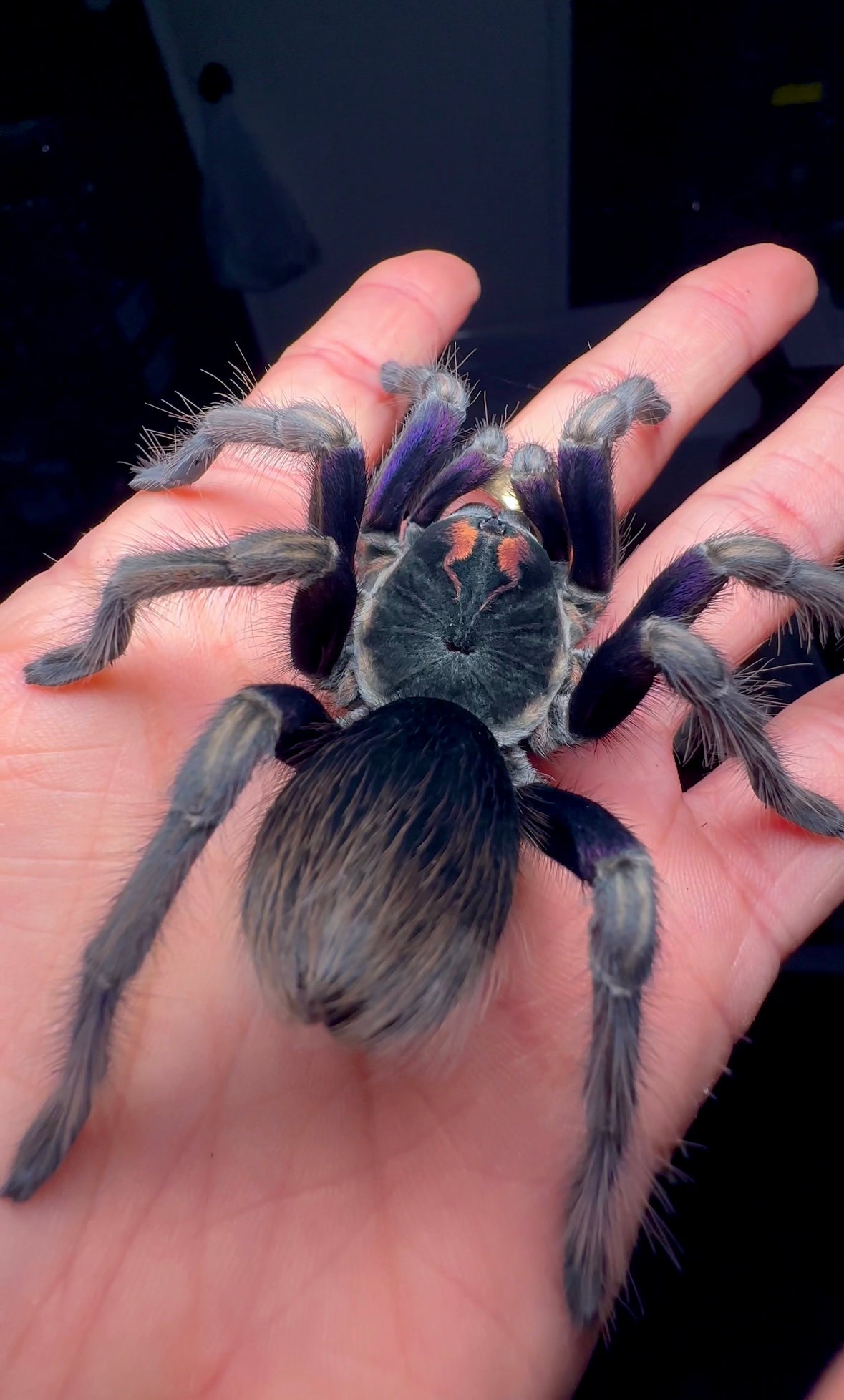 Pamphobeteus ultramurinus female tarantula on hand 