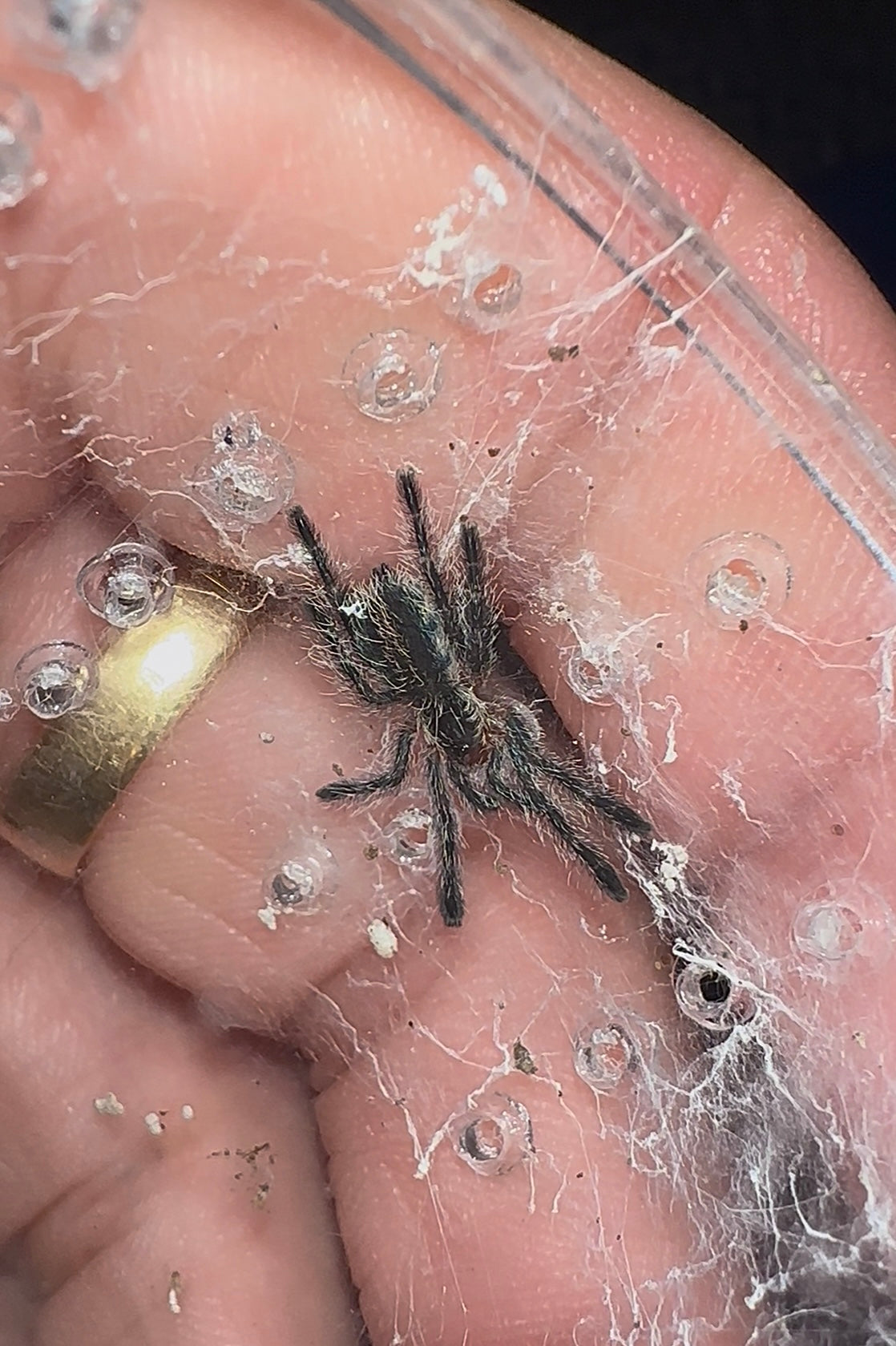 Ybyropora Gamba baby tarantula 