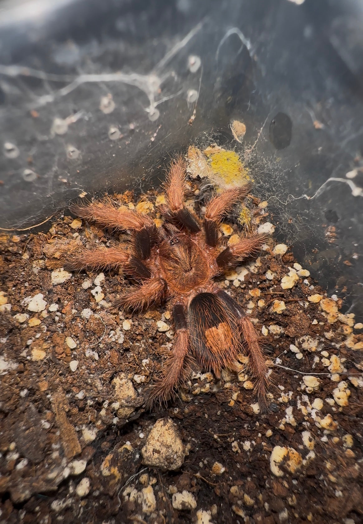 Bonnetina Chamala Tarantula (Juvenile) 