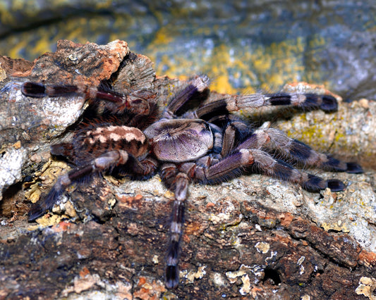 Poecilotheria miranda - Bengal Spotted Ornamental - Adult Female For Sale