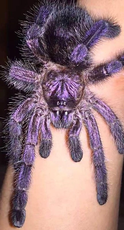Avicularia purpurea - The Purple Pink Toe - For Sale