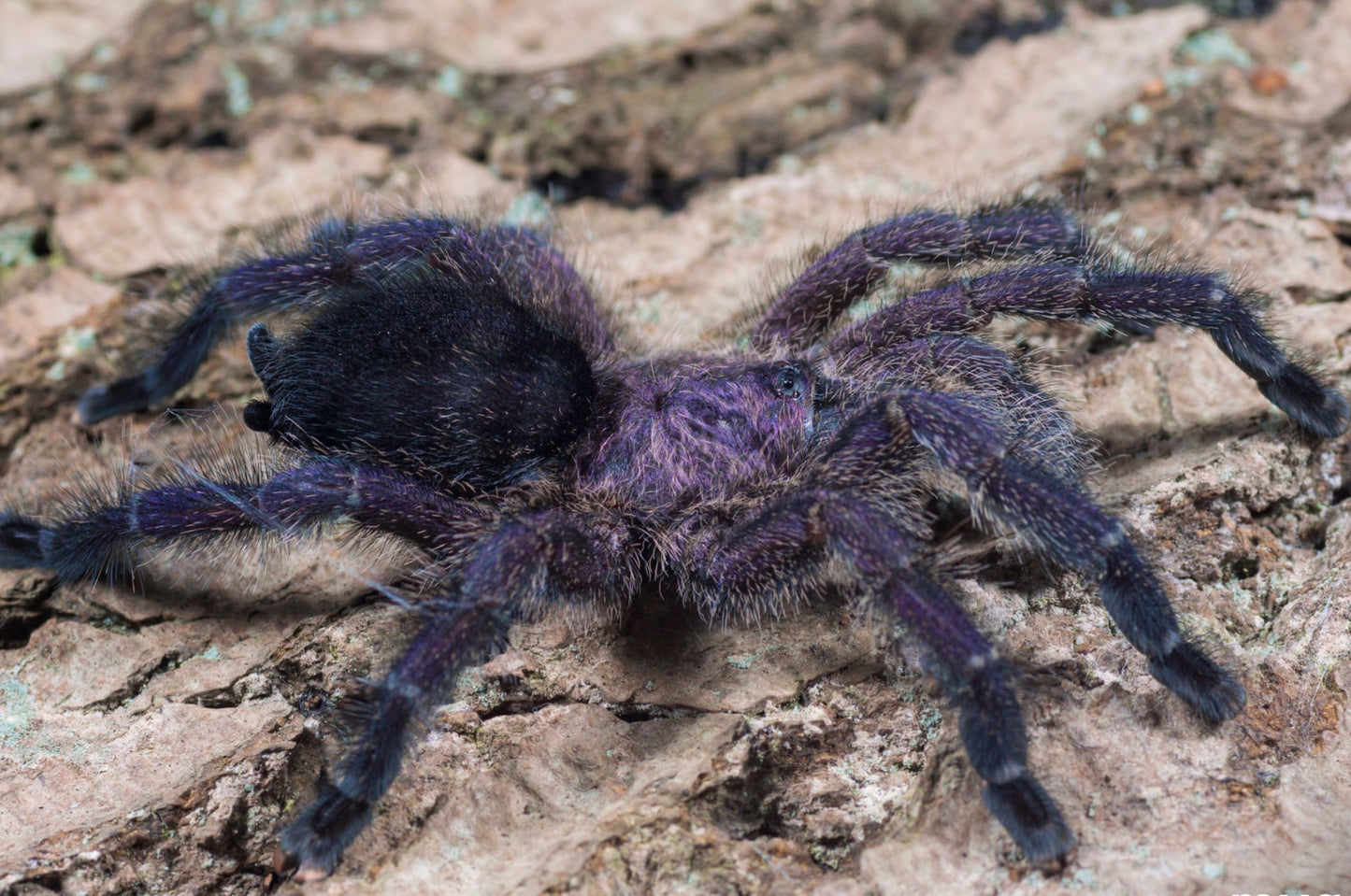 Avicularia purpurea - The Purple Pink Toe - For Sale