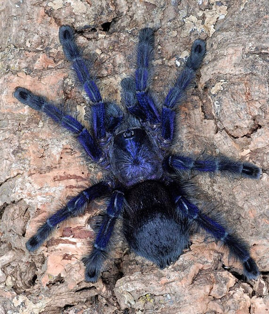 Royal Purple Pink Toe Adult Female - Deep indigo Tarantula on Cork Bark 