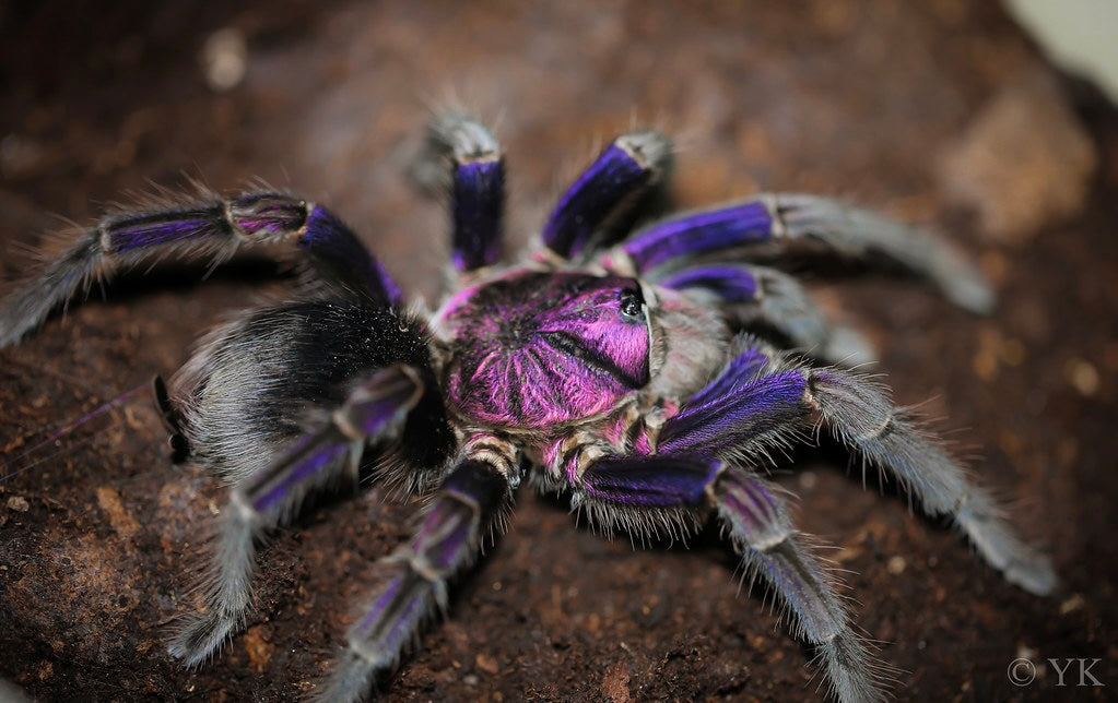 Phormictopus sp. Dominican Purple - Gargantuan Purple Giant - For Sale