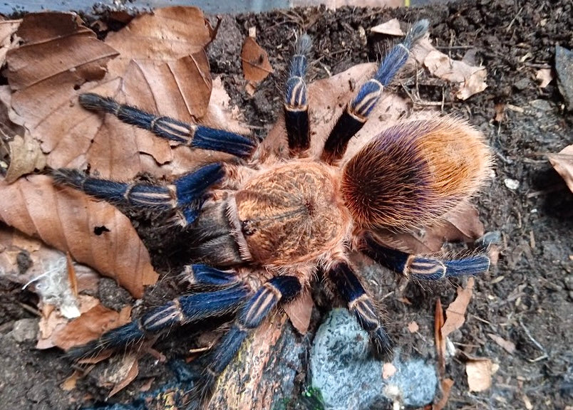 Thrixopelma sp. Cuzco - Peruvian Royalty Tarantula - Female For Sale
