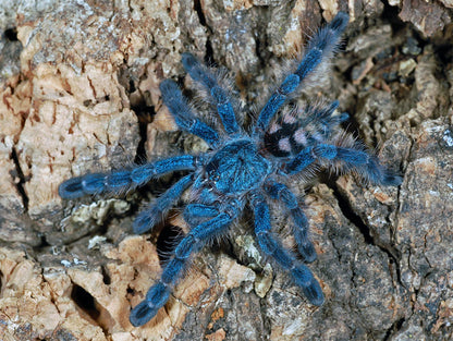 Caribena Versicolor - Purple CF Antilles Pink-Toe - Female for sale 3+