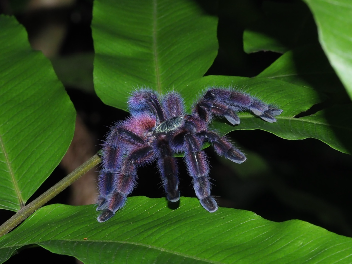 Caribena Versicolor - Purple CF Antilles Pink-Toe - Female for sale 3+