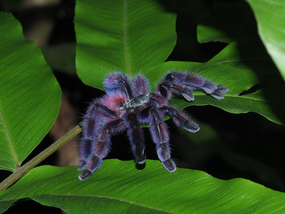 Caribena Versicolor - Purple CF Antilles Pink-Toe - Female for sale 3+