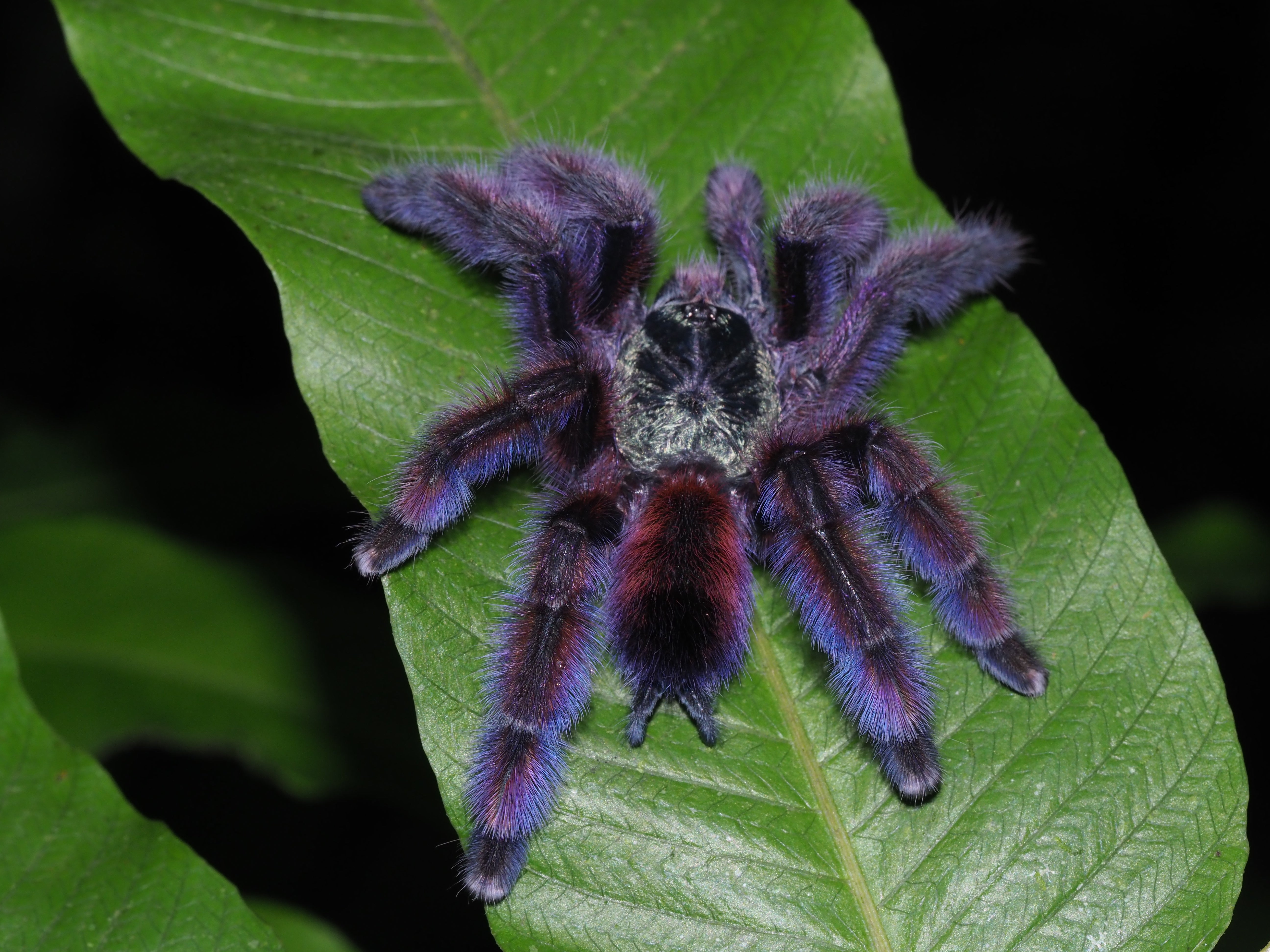 Pink Toe Tarantulas – Westside Tarantulas