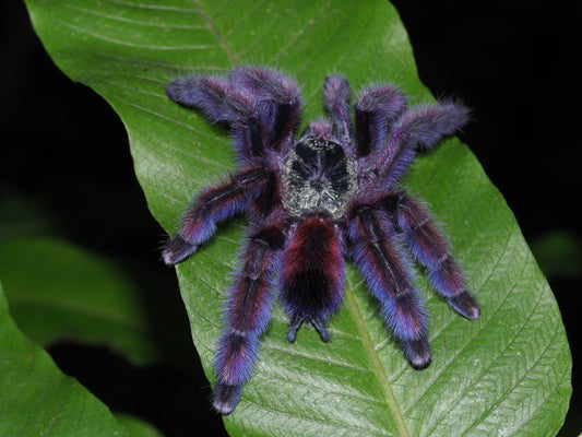 Caribena Versicolor - Purple CF Antilles Pink-Toe - Female for sale 3+