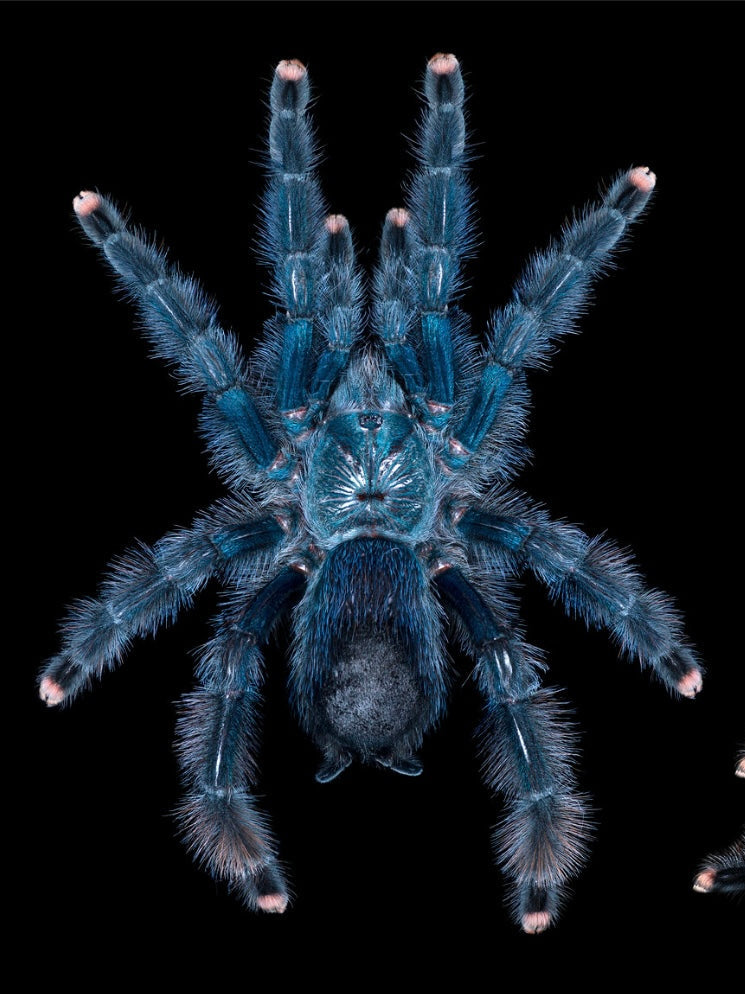 Giant Tarantulas! – Westside Tarantulas