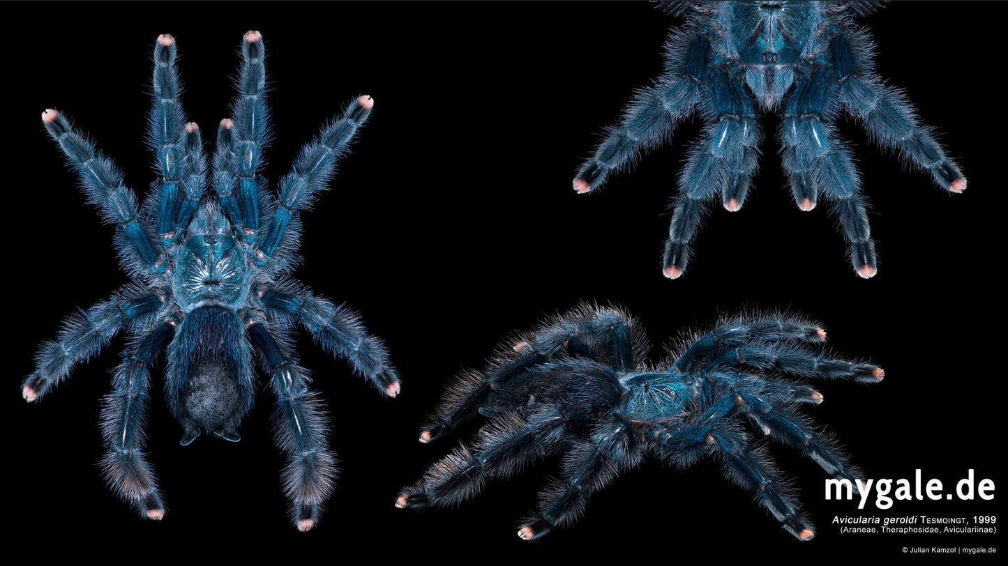 🎁FREE With Orders $1750+ - Avicularia Geroldi - Royal Blue Gem Pinktoe - Juvenile Female!