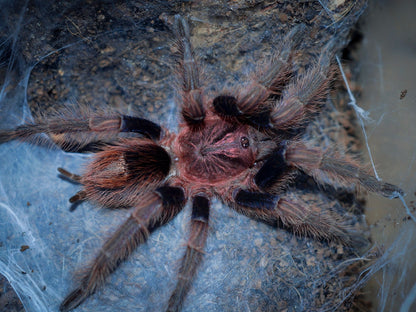 Bonnetina chamala - Pulp Fiction Tarantula - Extremely Rare!