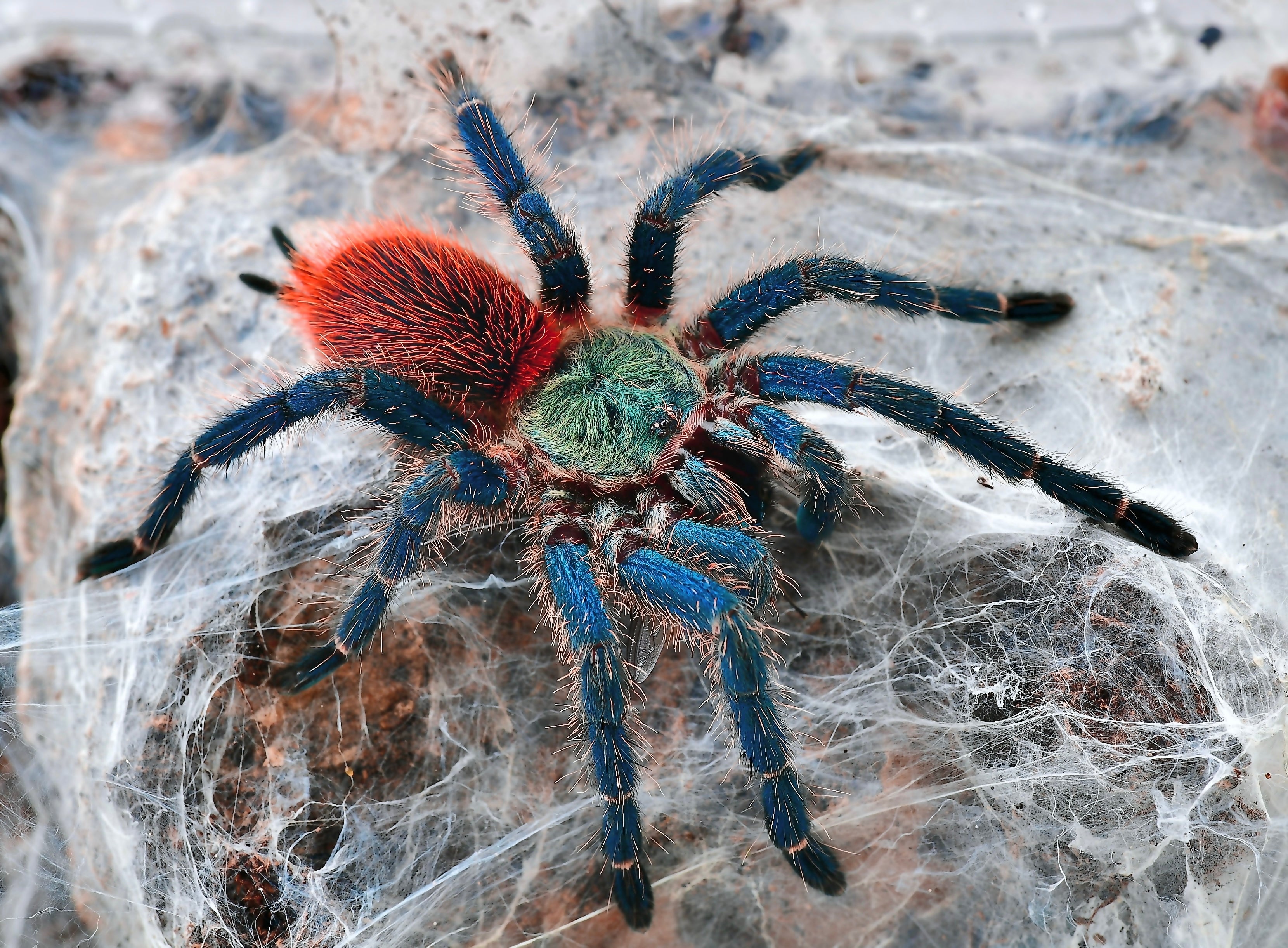 New World Tarantulas – Page 7 – Westside Tarantulas
