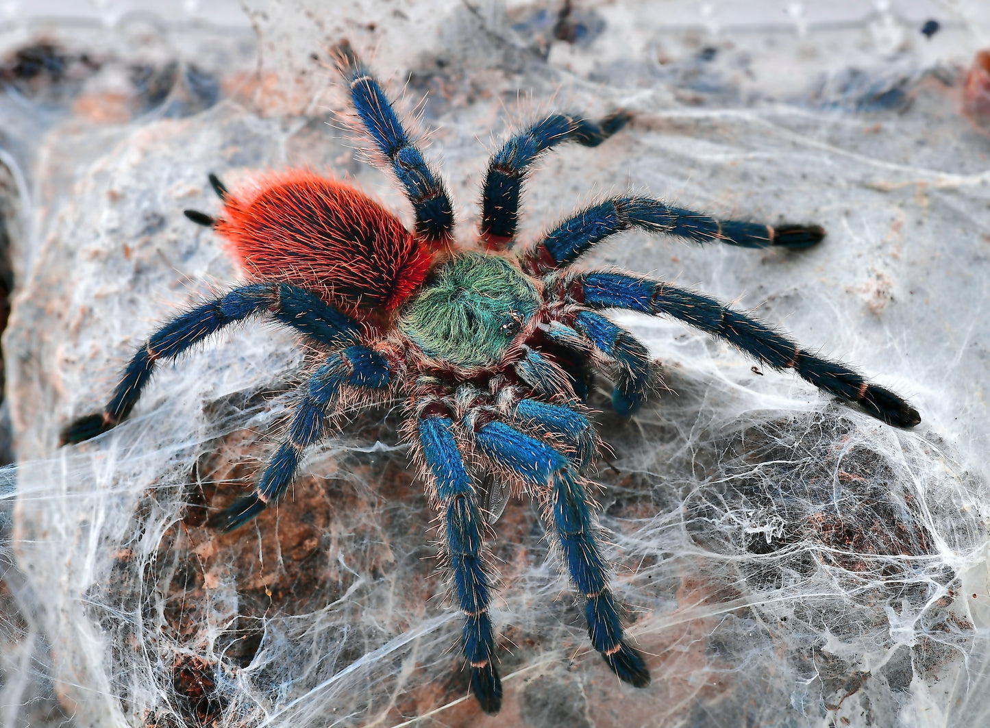 Dolichothele diamantinensis - Brazilian Blue Dwarf Beauty - Blue Tarantula