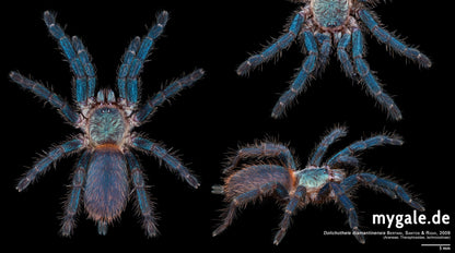 Dolichothele diamantinensis - Brazilian Blue Dwarf Beauty - Blue Tarantula