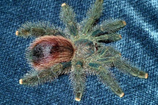 Avicularia Urticans Green - Emerald Green Pink-Toe Tarantula - Extremely Rare!