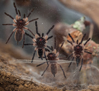 Monocentropus balfouri - Communal For Sale - Socotra Island Blue Baboo ...