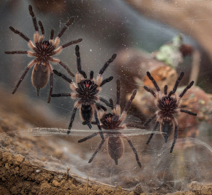 Monocentropus balfouri - Communal For Sale - Socotra Island Blue Baboon