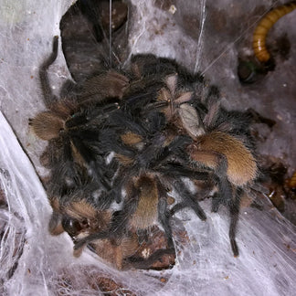 Monocentropus balfouri - Communal For Sale - Socotra Island Blue Baboo ...