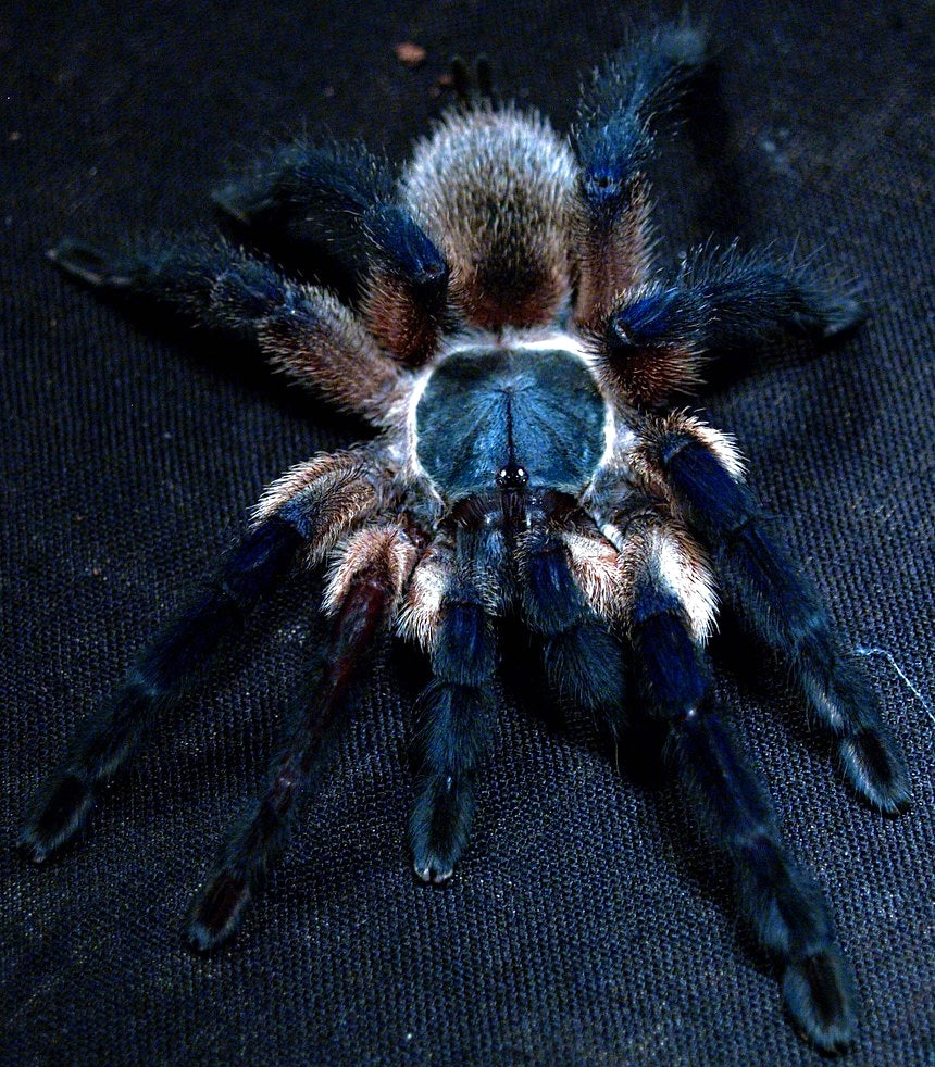 Monocentropus balfouri - Communal For Sale - Socotra Island Blue Baboon