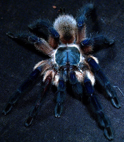 Monocentropus balfouri - Communal For Sale - Socotra Island Blue Baboon