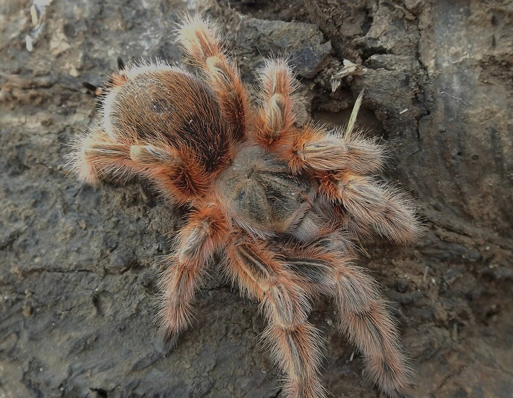 Grammostola Maule - Chilean Orange Fluff - RARE! - For Sale